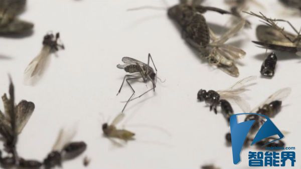 微软用无人机追踪蚊子 旨在扼杀新型疾病