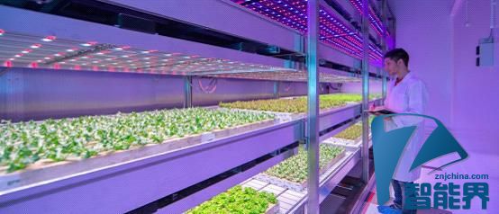 飞利浦研发植物LED光源 可以在室内进行种菜