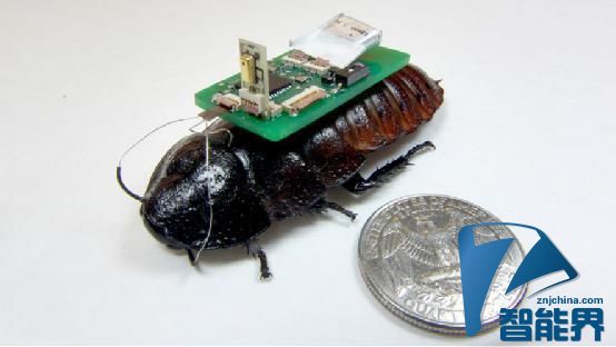 科学家使用半机械蟑螂来帮助地震搜救
