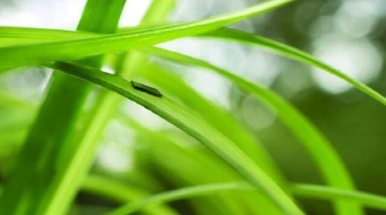 飞思卡尔推厚度0.34mm物联网芯片 薄如草叶