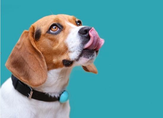 宠物版穿戴装置 帮家里的狗狗记录运动量