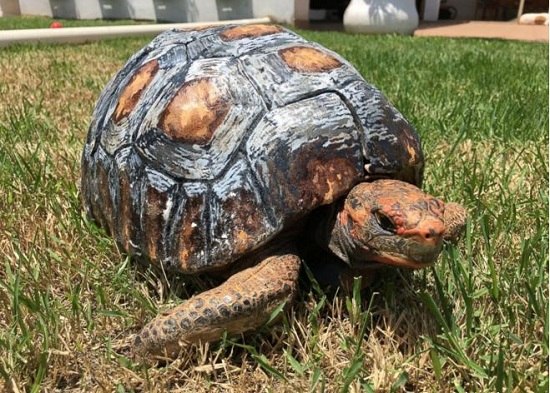 乌龟因大火失去龟壳 3D打印助其重获新生