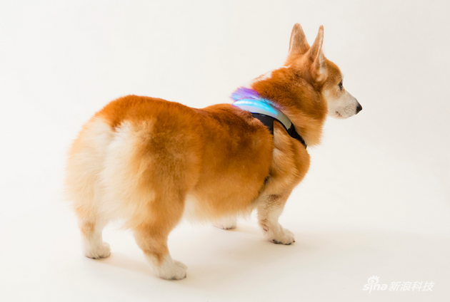 汪星人开不开心一目了然 犬只精神状态显示装置