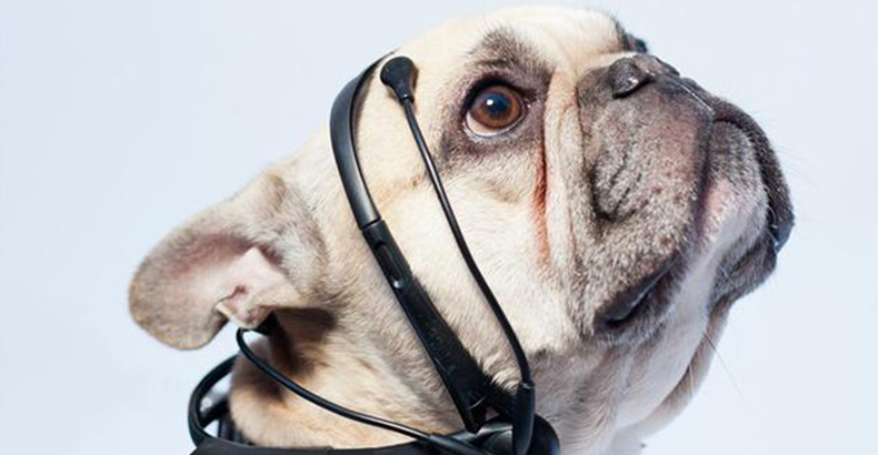 狗语翻译器 让你做一位合格的铲屎官