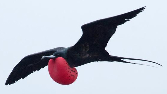 惊！鸟类可以在空中一边睡觉一边飞翔