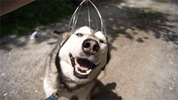 1589532634723937.gif 八爪鱼按摩器.gif